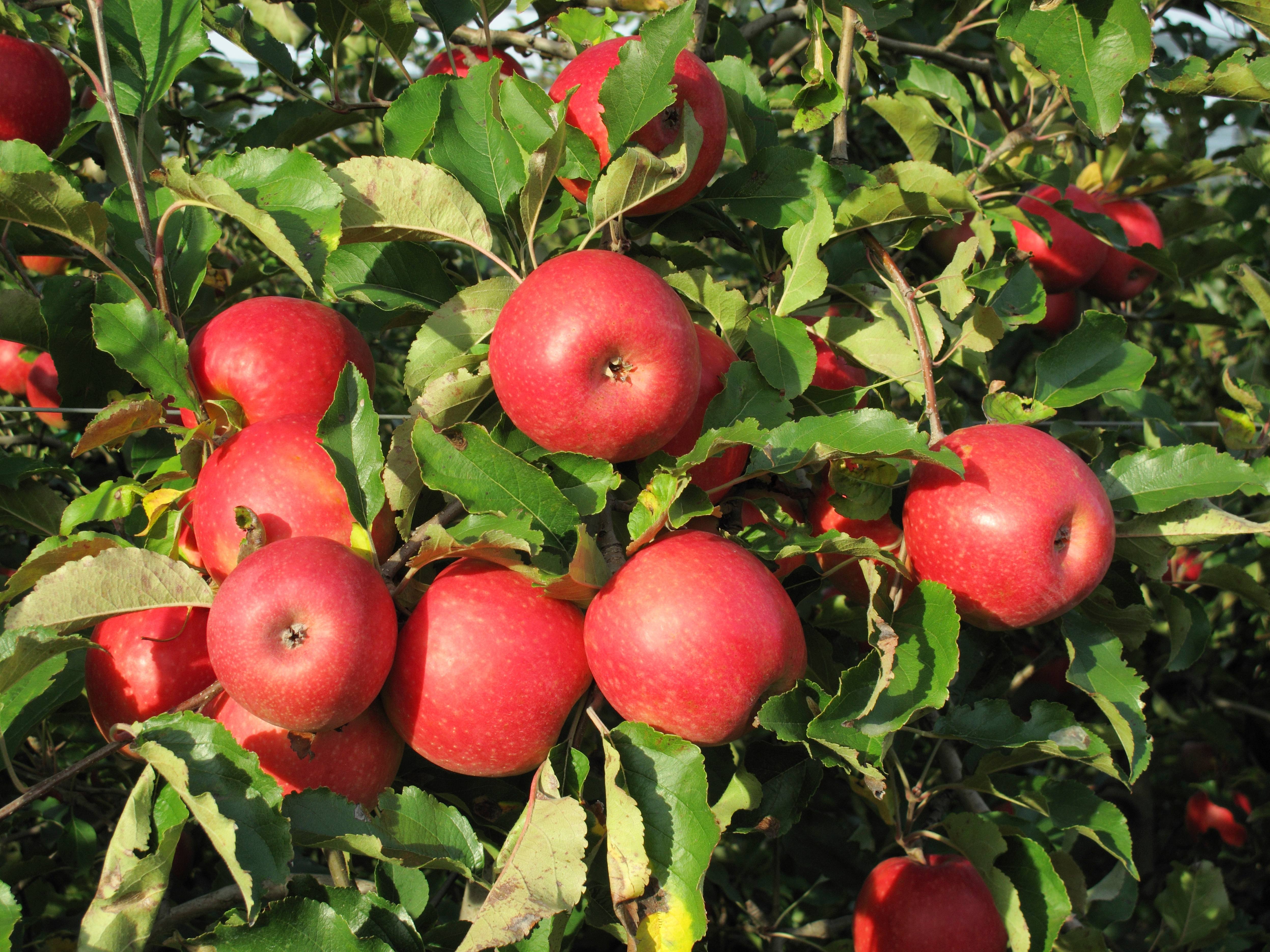 American Apple
