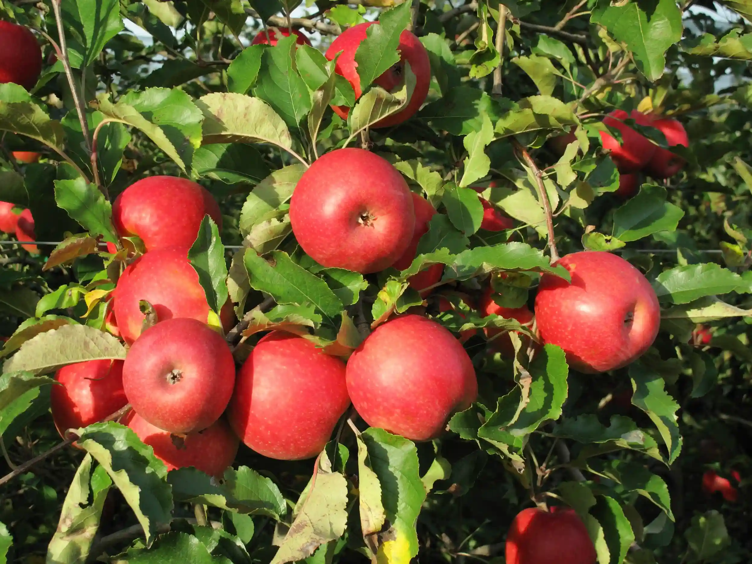 American Apple